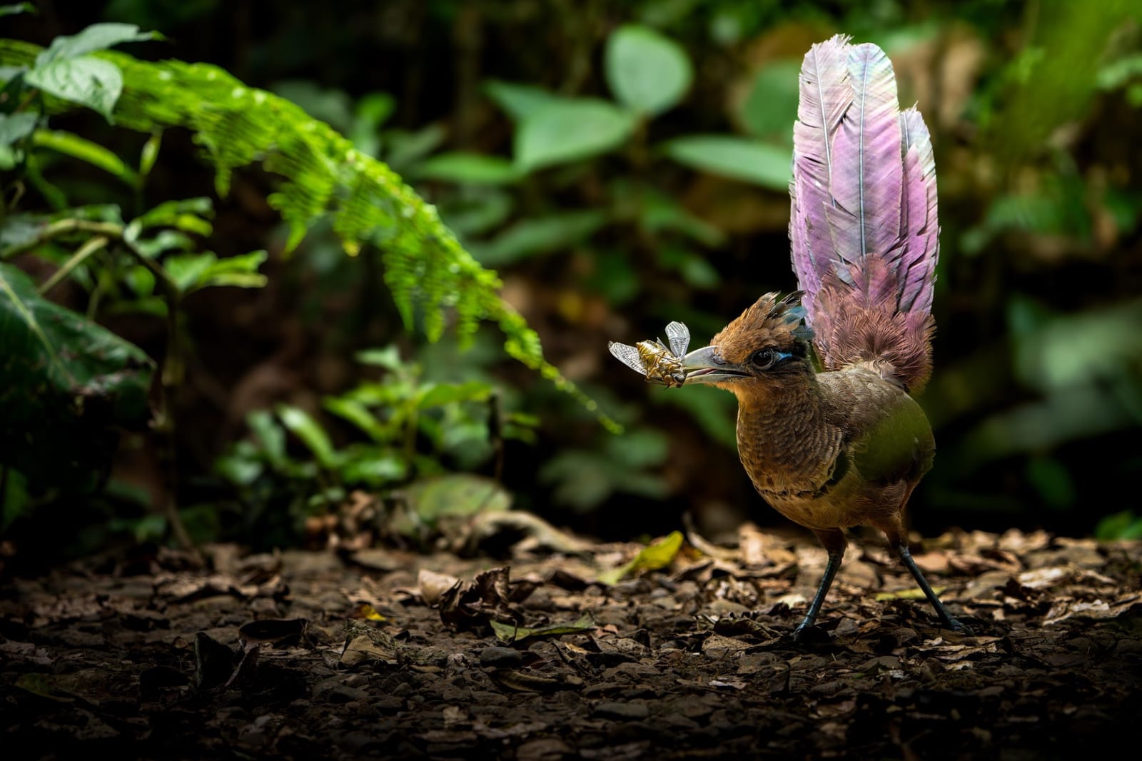 Bird flying through forest
